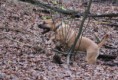 /album/anka/boss-23-jpg/